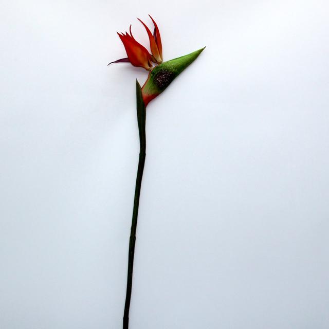 Стрелиция 82см TC000020 (BR1)