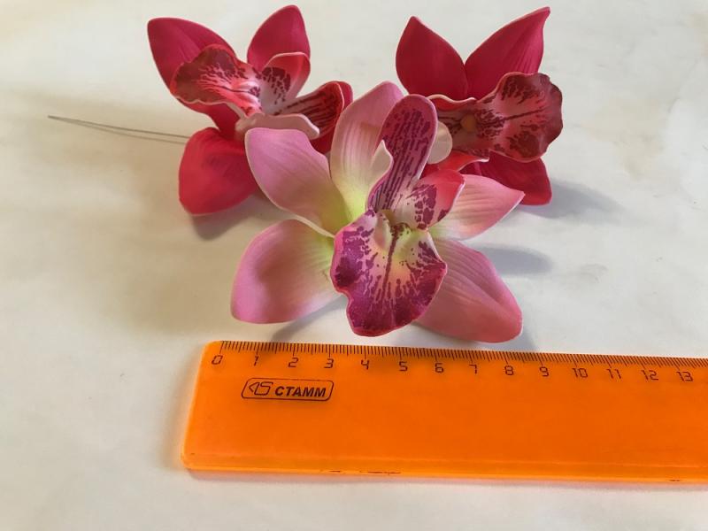 Цимбилиум большой 8см 25шт/уп Тайланд