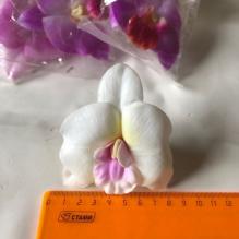 Орхидея XL №1 круглая 8см пр. Тайланд