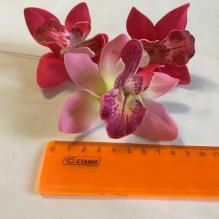 Цимбилиум большой 8см 25шт/уп Тайланд