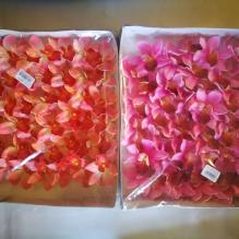 Цимбилиум малый 4,5см 48шт/уп Тайланд